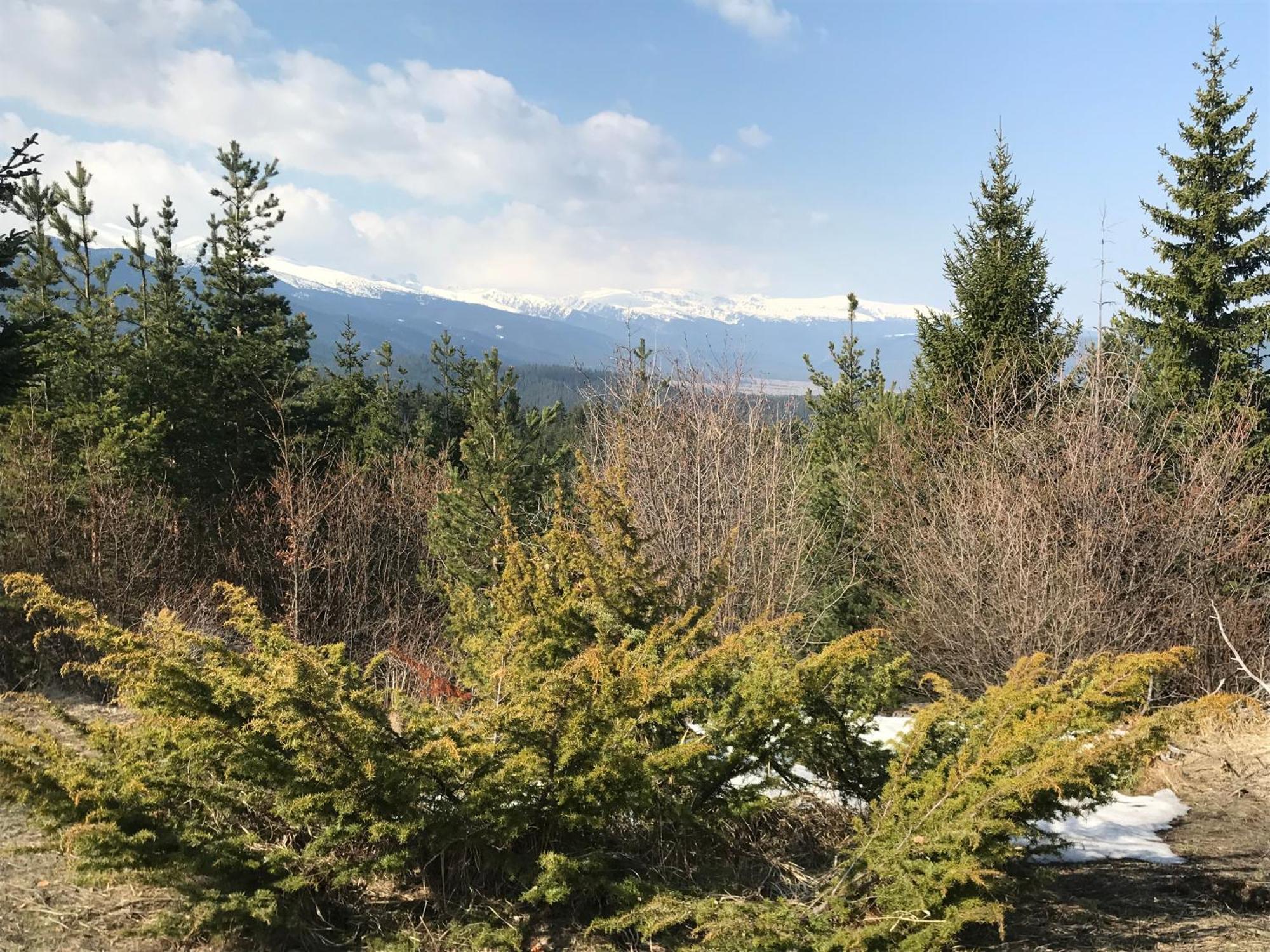 Borovets Hills Apartments - Evergreen Suite Buitenkant foto